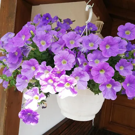 Haus Annemarie - Hochpustertal Apartment