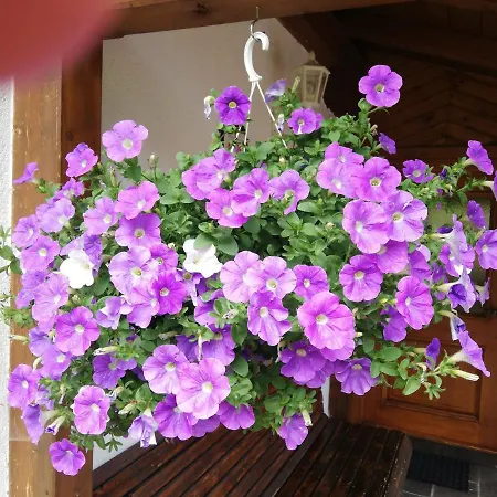 Apartment Haus Annemarie - Hochpustertal