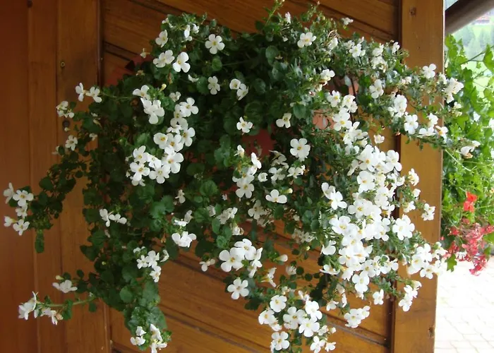 דירה Haus Annemarie - Hochpustertal