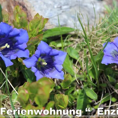 Apartament Haus Annemarie - Hochpustertal