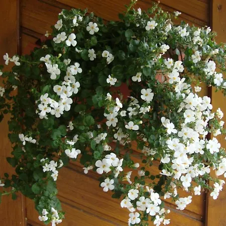 Apartament Haus Annemarie - Hochpustertal